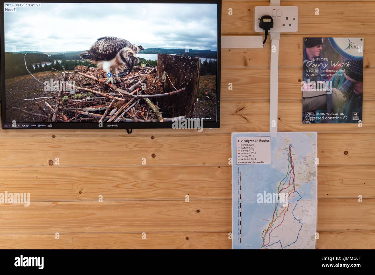 Live-Kameraaufnahmen von Fischadler auf dem Nest in der Osprey Watch Cabin im Tower Knowe, Kielder Forest, Northumberland, Großbritannien. Stockfoto