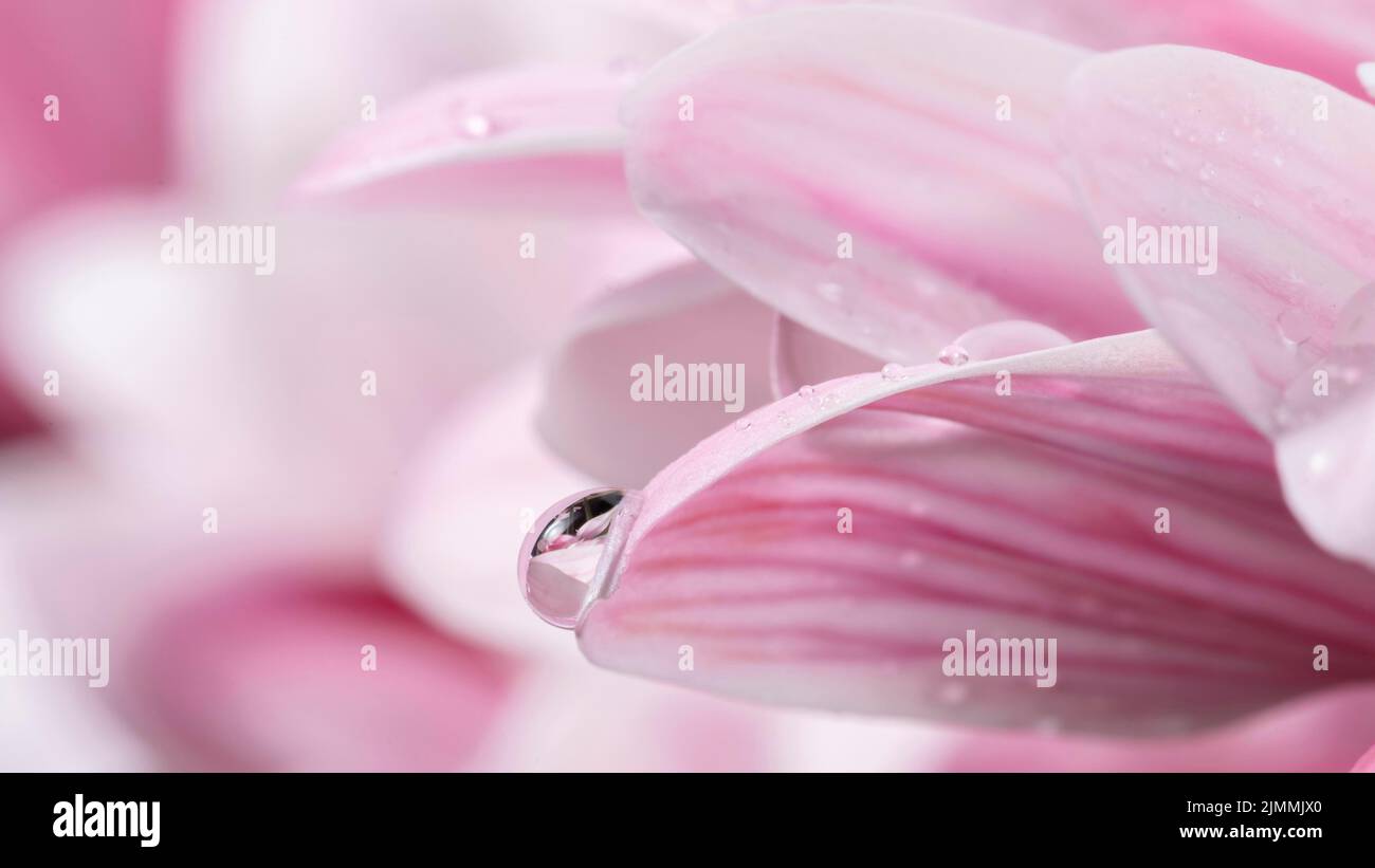 Nahaufnahme von nassen rosa weißen Blütenblättern Stockfoto