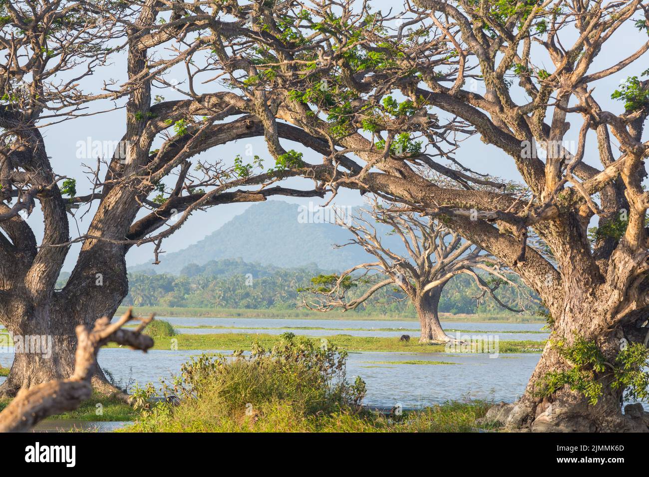 Bäume auf Sri Lanka Stockfoto