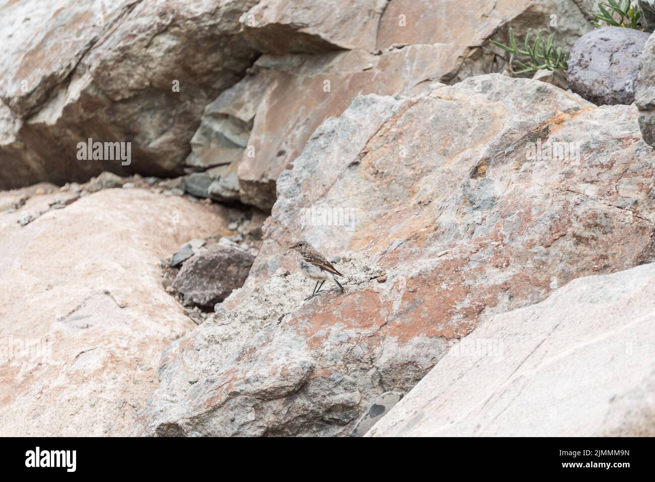 Juvenile Northern Wheatear (Oenanthe oenanthe) Stockfoto