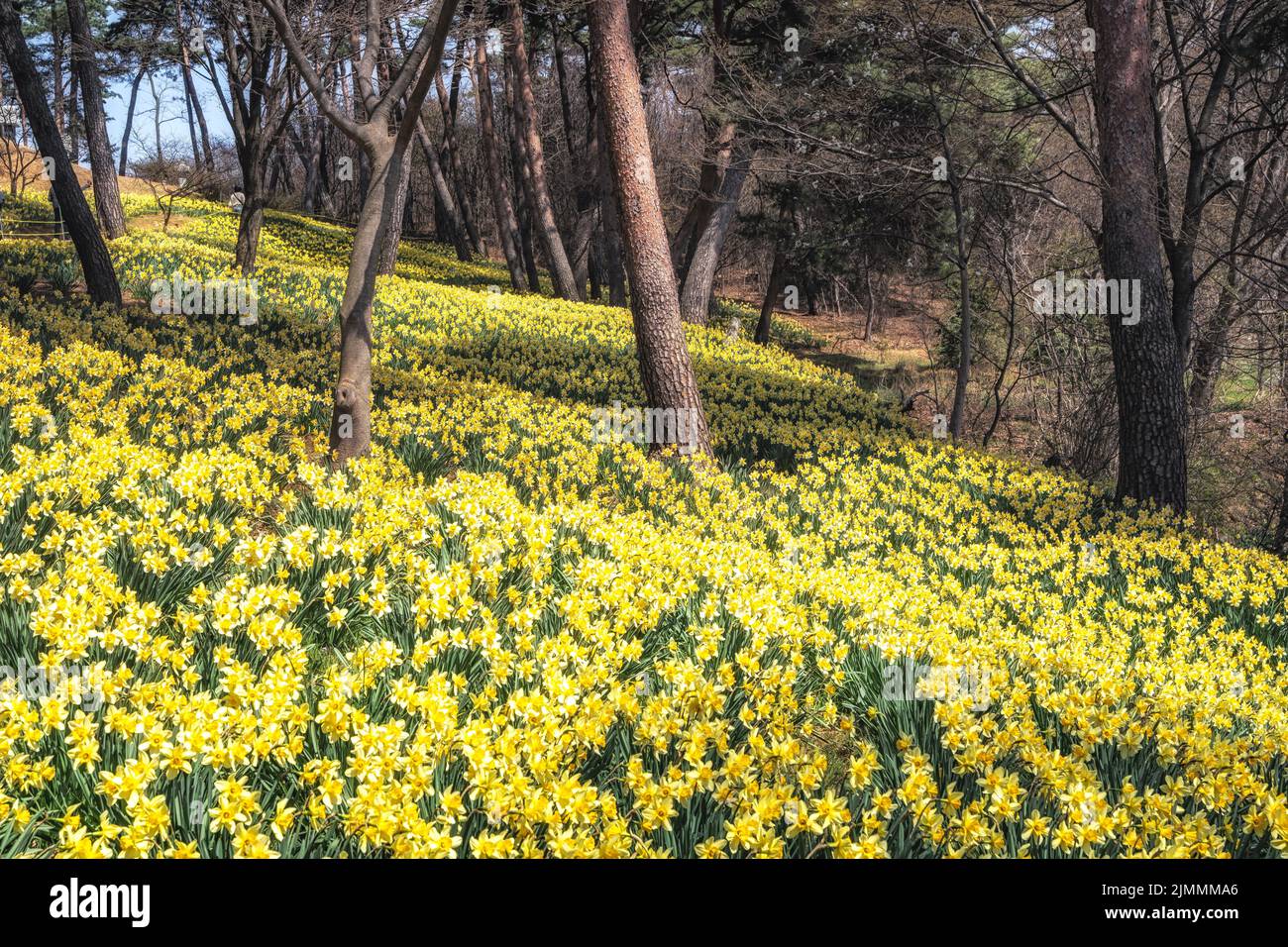 Haus der Yu Gi Bang Daffodil Fields Stockfoto