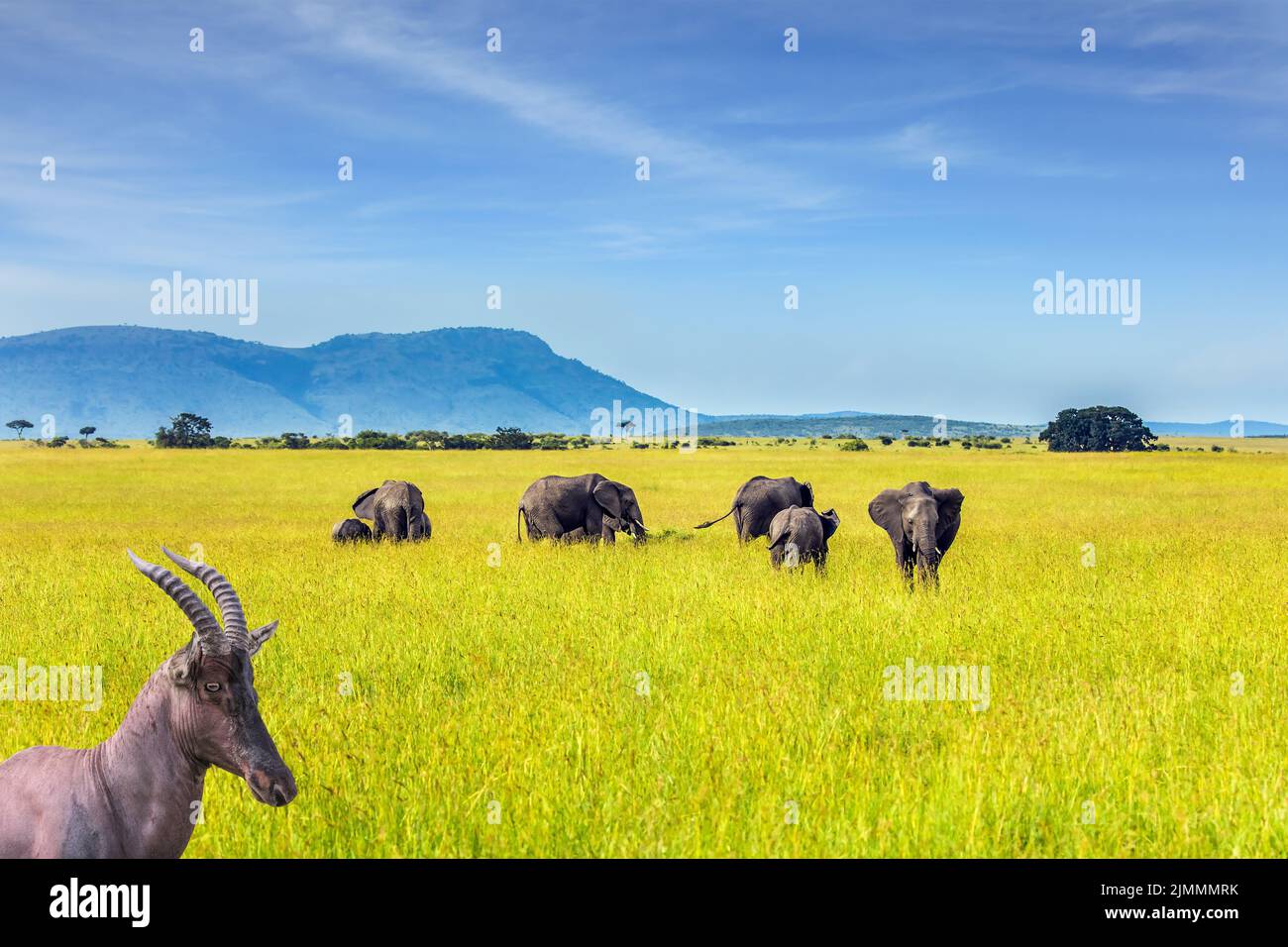 Schöner Pflanzenfresser - Antelope Roan Stockfoto