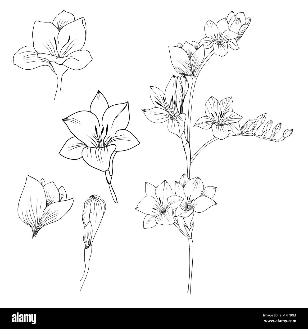 Großes Set Blumen Periwinkle. Handzeichnung. Gliederung. Auf weißem Hintergrund. Schöne Skizze eines Tattoo - ein zartes Zweig mit Blumen. botany Design e Stockfoto