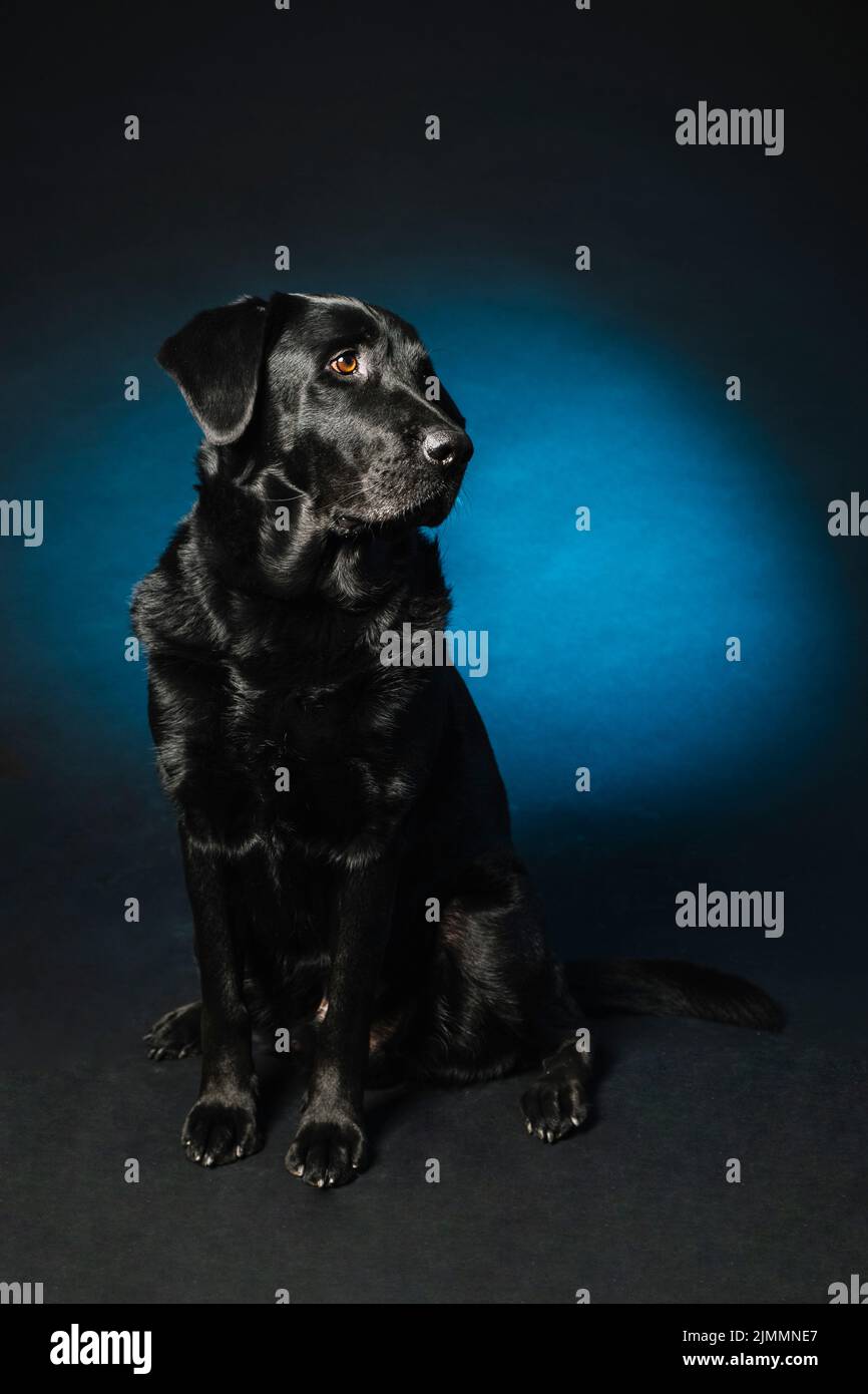 Gehorsamer schwarzer Hund Stockfoto