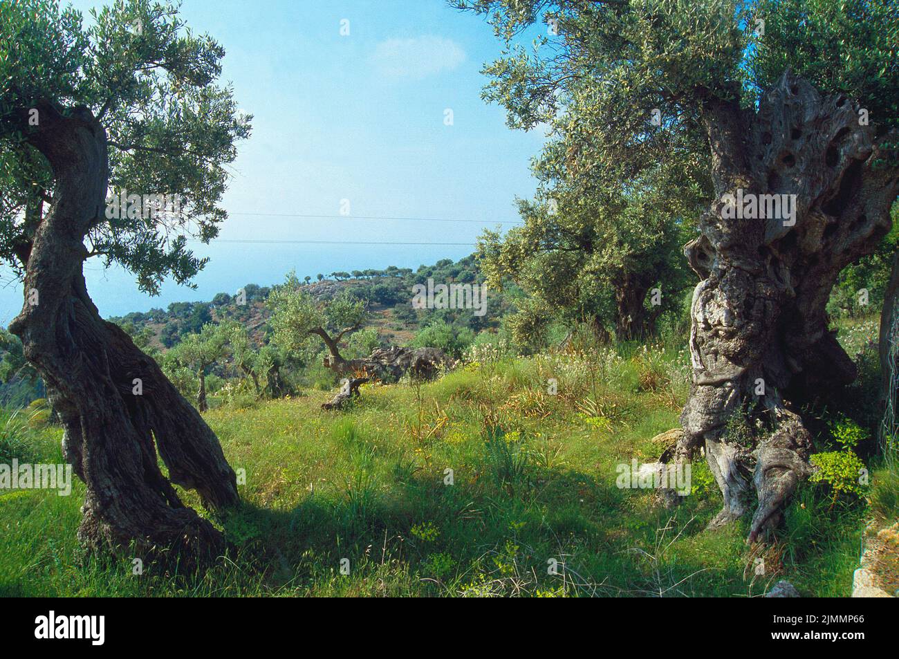 Hundertjährige Olivenbäume. Sierra de Tramuntana, mallorca, Balearen, Spanien. Stockfoto