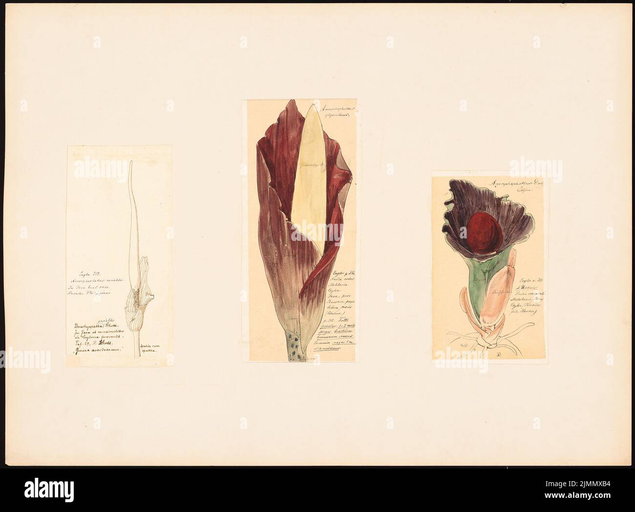 Jacobsthal Johann Eduard (1839-1902), Amorphosphalus (1882): Planinhalt N.N. nachgewiesen. Tusche, Bleistift-Aquarell auf der Schachtel, 49,2 x 66,7 cm (einschließlich Scankanten) Stockfoto