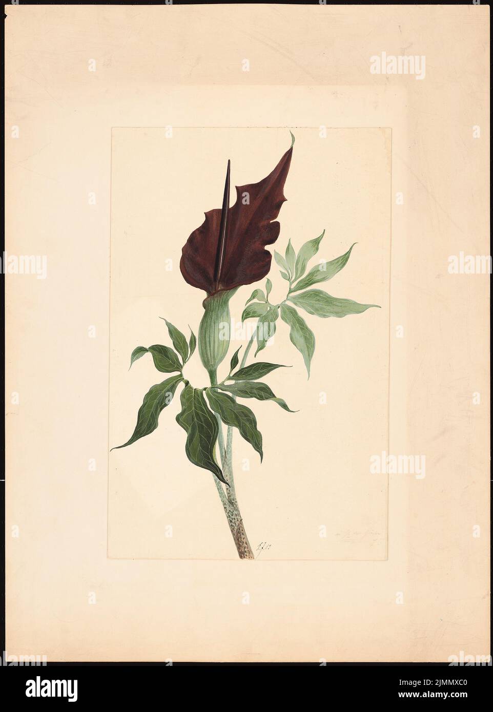 Jacobsthal Johann Eduard (1839-1902), exotische Pflanze (02.07.1883): Planinhalt N.N. nachgewiesen. Bleistift-Aquarell auf der Schachtel, 66,7 x 49,4 cm (einschließlich Scankanten) Stockfoto