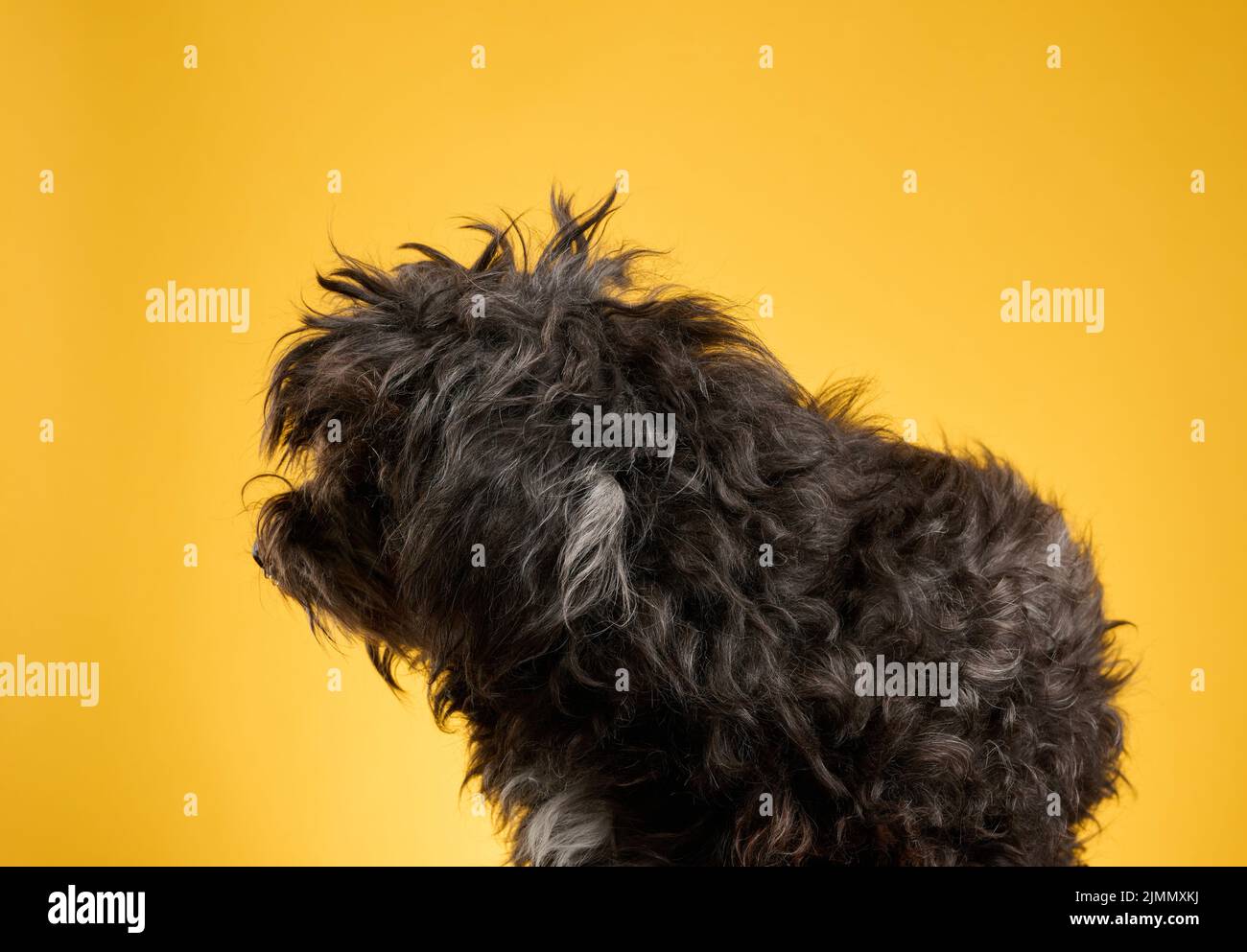 Kleiner schwarzer pelziger Hund sitzt auf einem gelben Hintergrund und blickt nach vorne Stockfoto