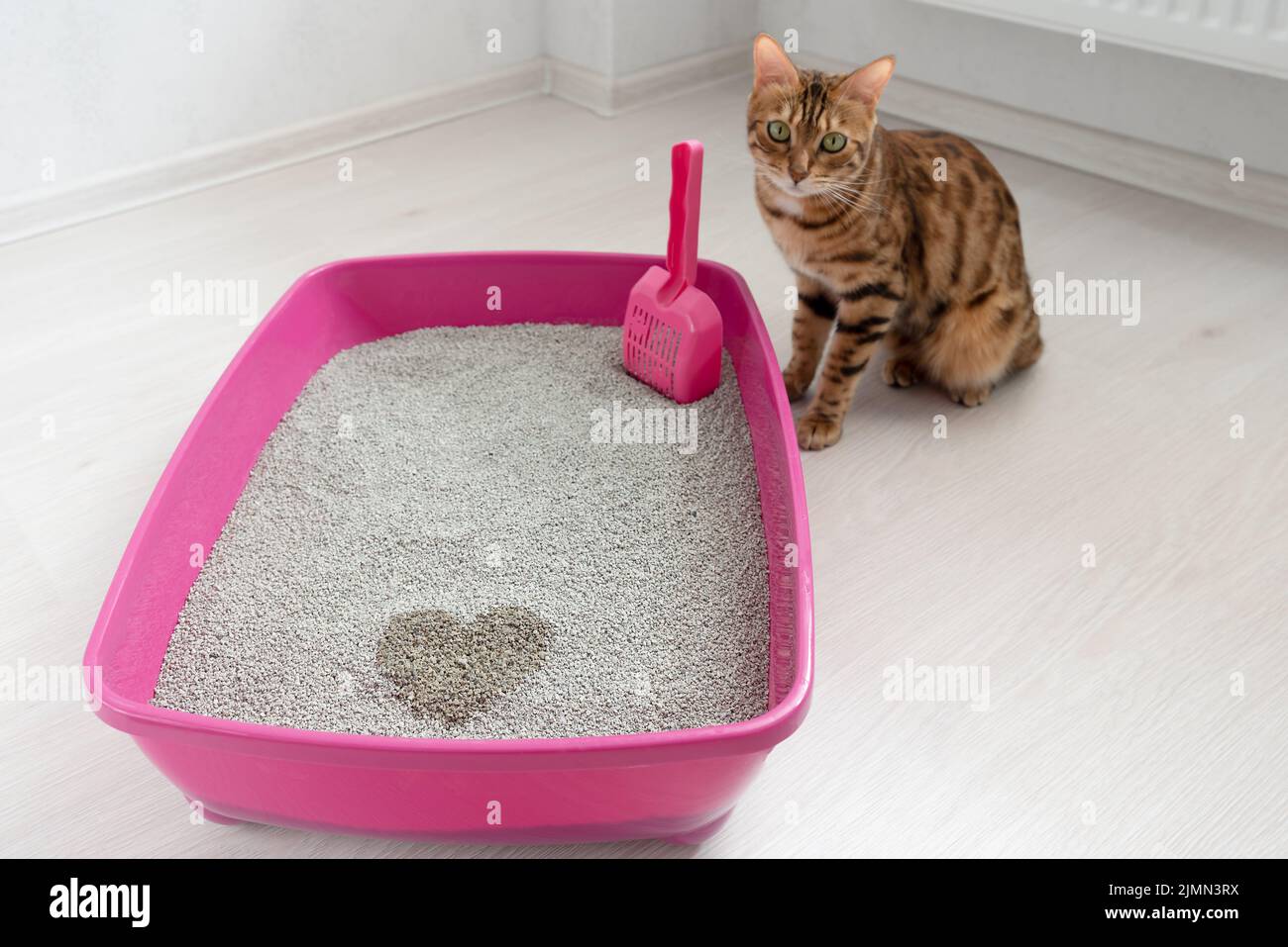 Ein herzförmiges Geschenk einer Katze in einem Tablett mit Füllstoff, Fokus im Vordergrund Stockfoto