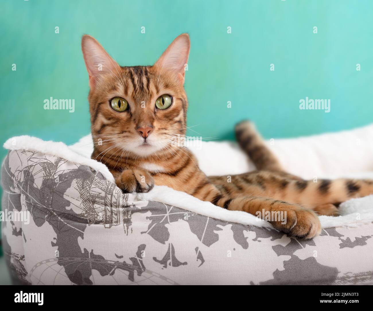 Bengalische Hauskatze, die sich zu Hause auf dem Bett entspannt Stockfoto