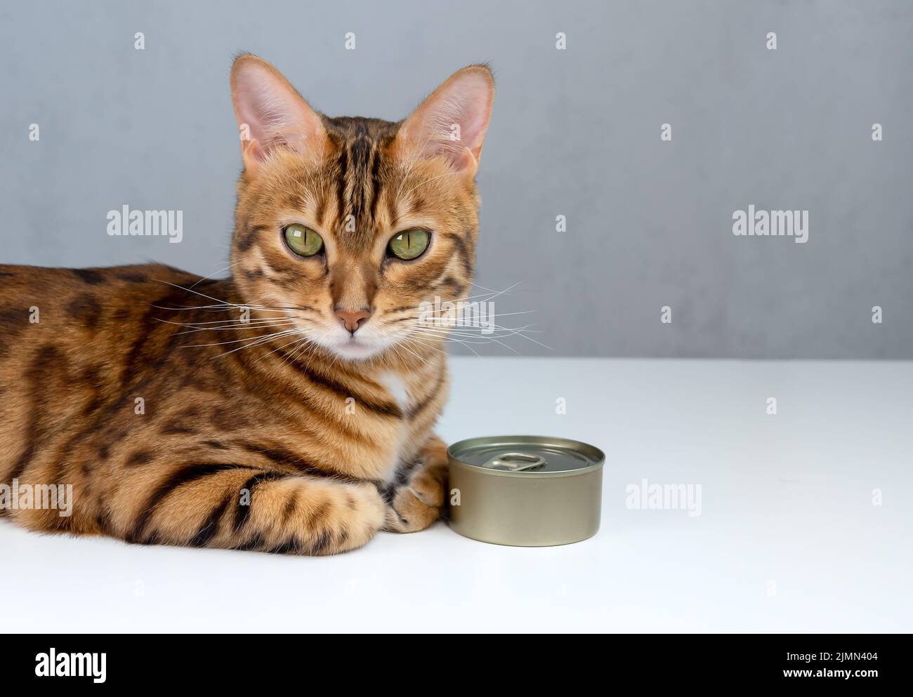 Bengalkatze und Zinndose, nasses Katzenfutter in Zinndose Stockfoto