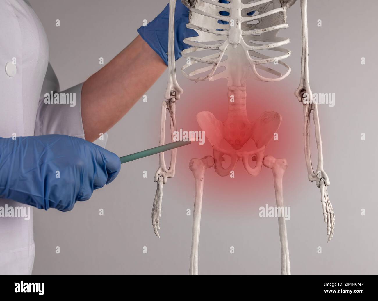 Ärztliche Hand, die auf das Skelettbecken mit rotem Fleck zeigt. Anatomie des Skelettsystems, Körperstruktur, medizinisches Bildungskonzept. Fortpflanzungs-, Urin- oder Verdauungssystem. Hochwertige Fotos Stockfoto