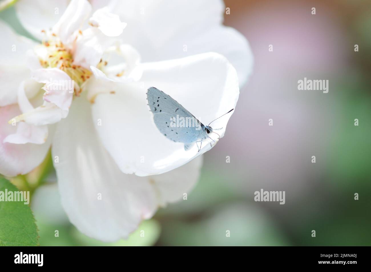 Holly Blue Butterfly Stockfoto