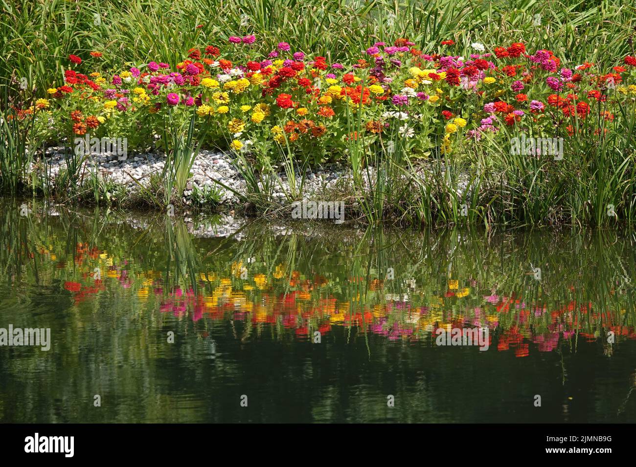 Blumen auf einem Teichufer Stockfoto