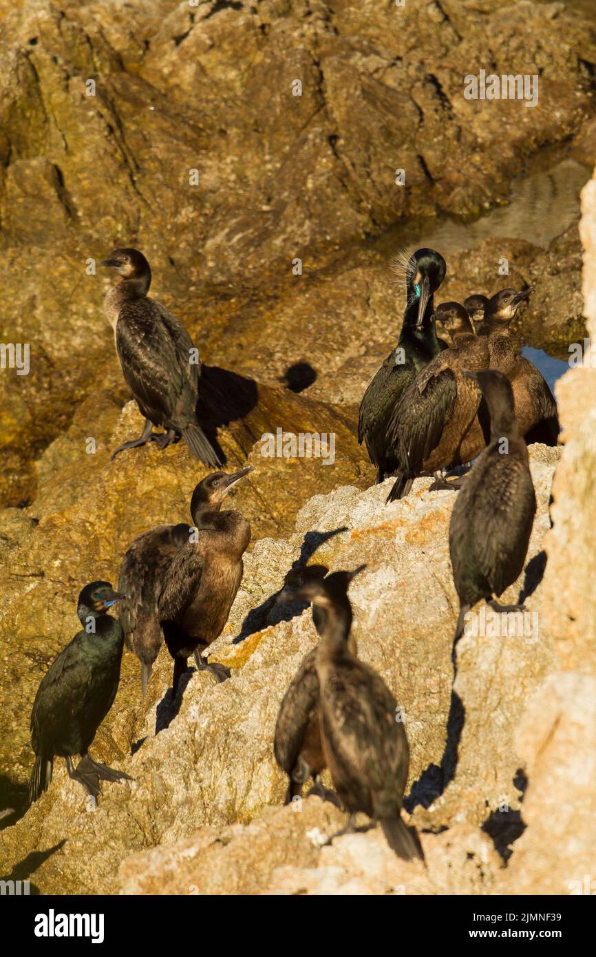 Pelagische Kormorane (Phalacrocorax pelagicus) Verschachtelung auf die Gesichter von Felsformationen Stockfoto