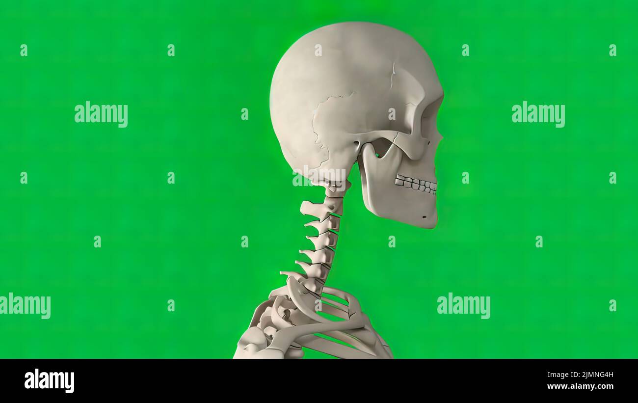 Der Schädel ist eine Knochenstruktur, die den Kopf bei Wirbeltieren bildet. Stockfoto