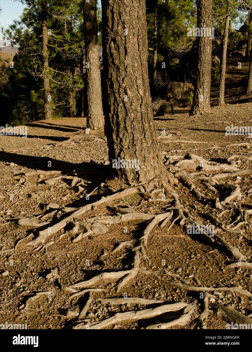 Stamm und Wurzeln der Kanarienkiefer Pinus canariensis. Der Nublo Rural Park. Tejeda. Gran Canaria. Kanarische Inseln. Spanien. Stockfoto