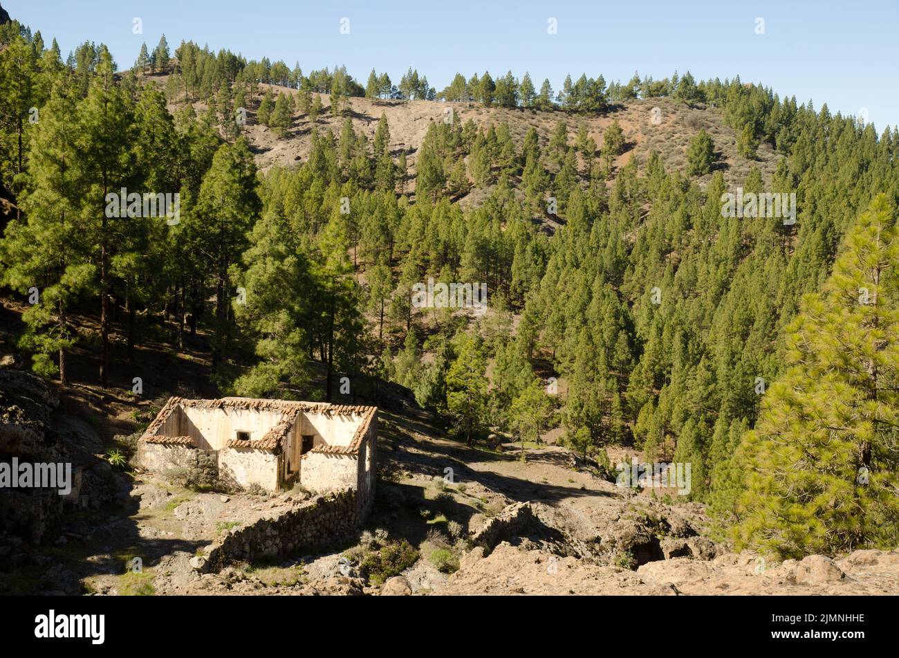 Haus in Ruinen und Wald von Kanarische Kiefer Pinus canariensis. Der Nublo Rural Park. Tejeda. Gran Canaria. Kanarische Inseln. Spanien. Stockfoto