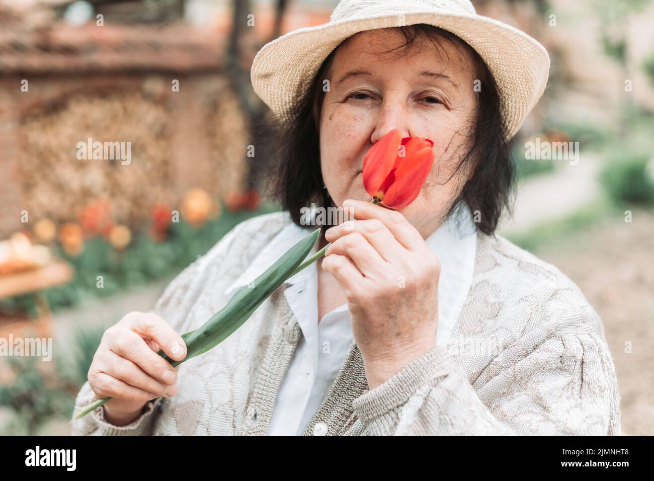 Nahaufnahme einer älteren Frau, die frisch gepflückte Tulpe aus dem Garten riecht Stockfoto