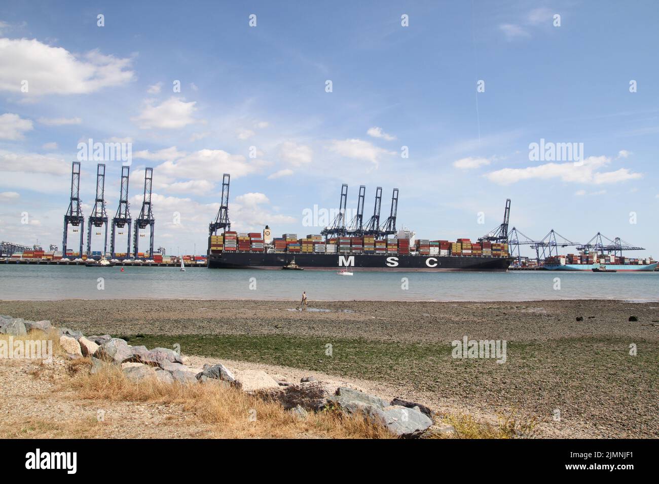 Shotley, Großbritannien. 07. August 2022. Das Containerschiff MSC London in Felixstowe dockt vor der Streikaktion an, die ab dem 21.. August für acht Tage im Hafen stattfinden soll. Kredit: Eastern Views/Alamy Live Nachrichten Stockfoto