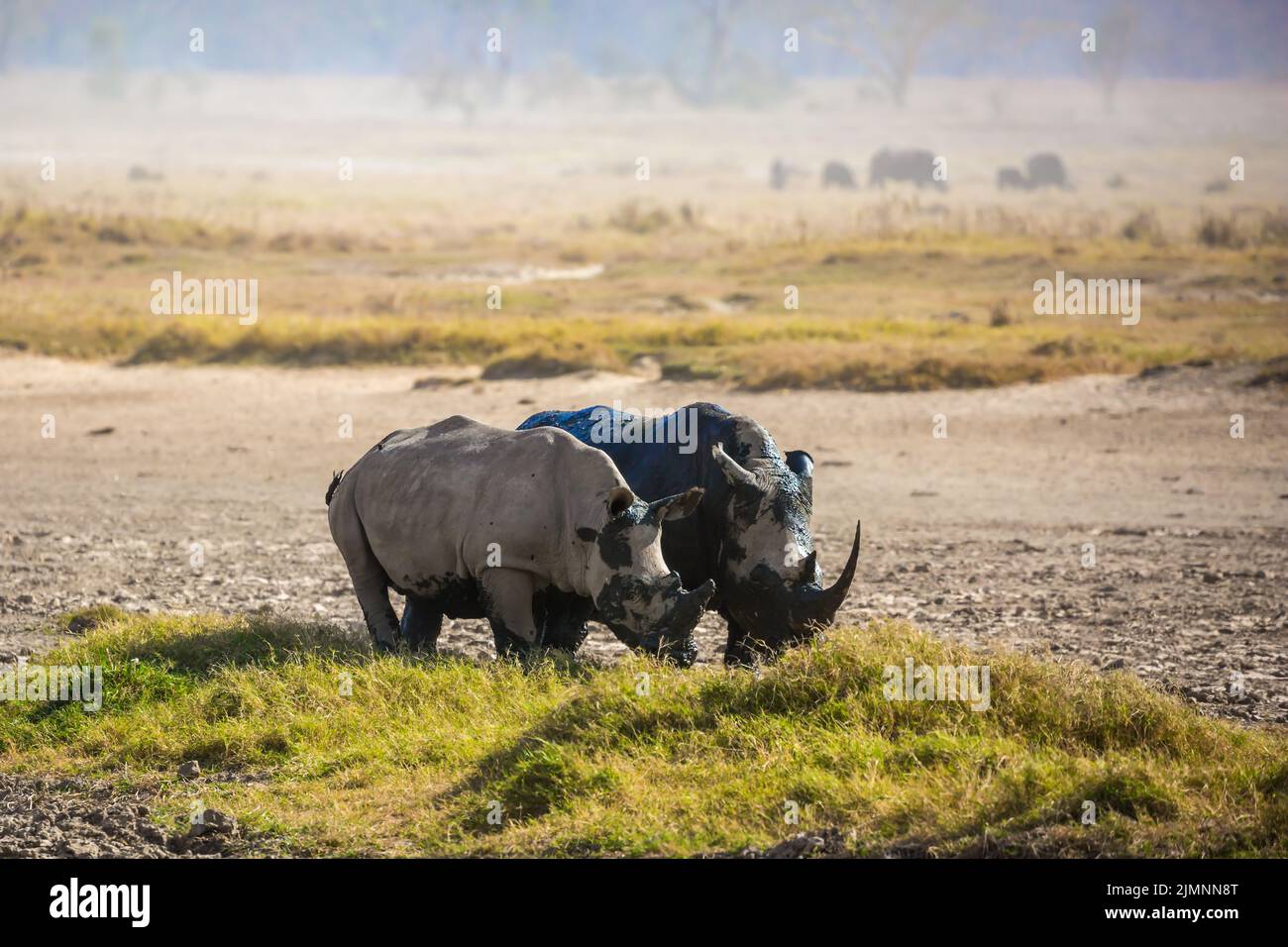 Malerisches Paar wilder Nashörner Stockfoto