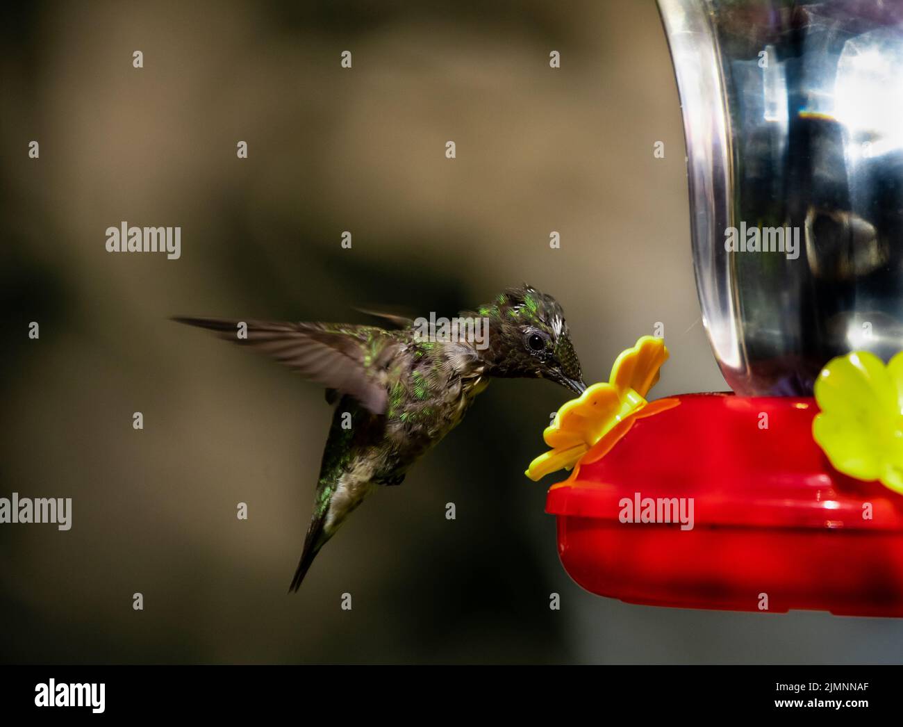 Kolibri trinkt Zuckerwasser Stockfoto