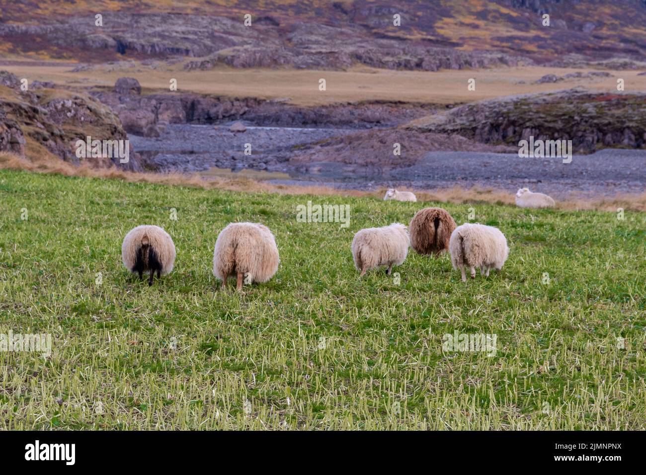 Glückliche Schafe in den Bergen Islands Stockfoto