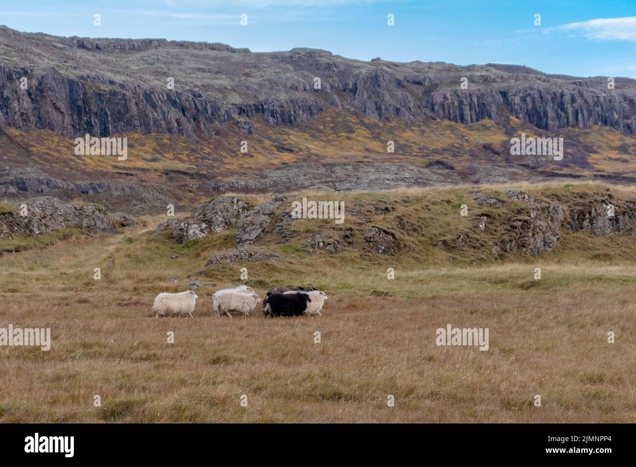 Glückliche Schafe in den Bergen Islands Stockfoto