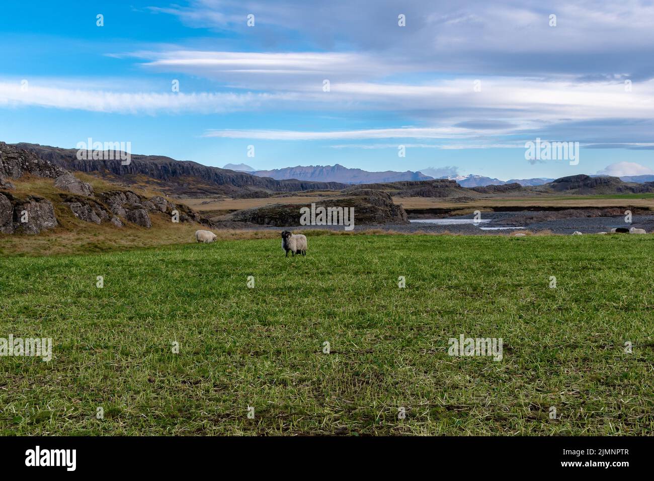 Glückliche Schafe in den Bergen Islands Stockfoto