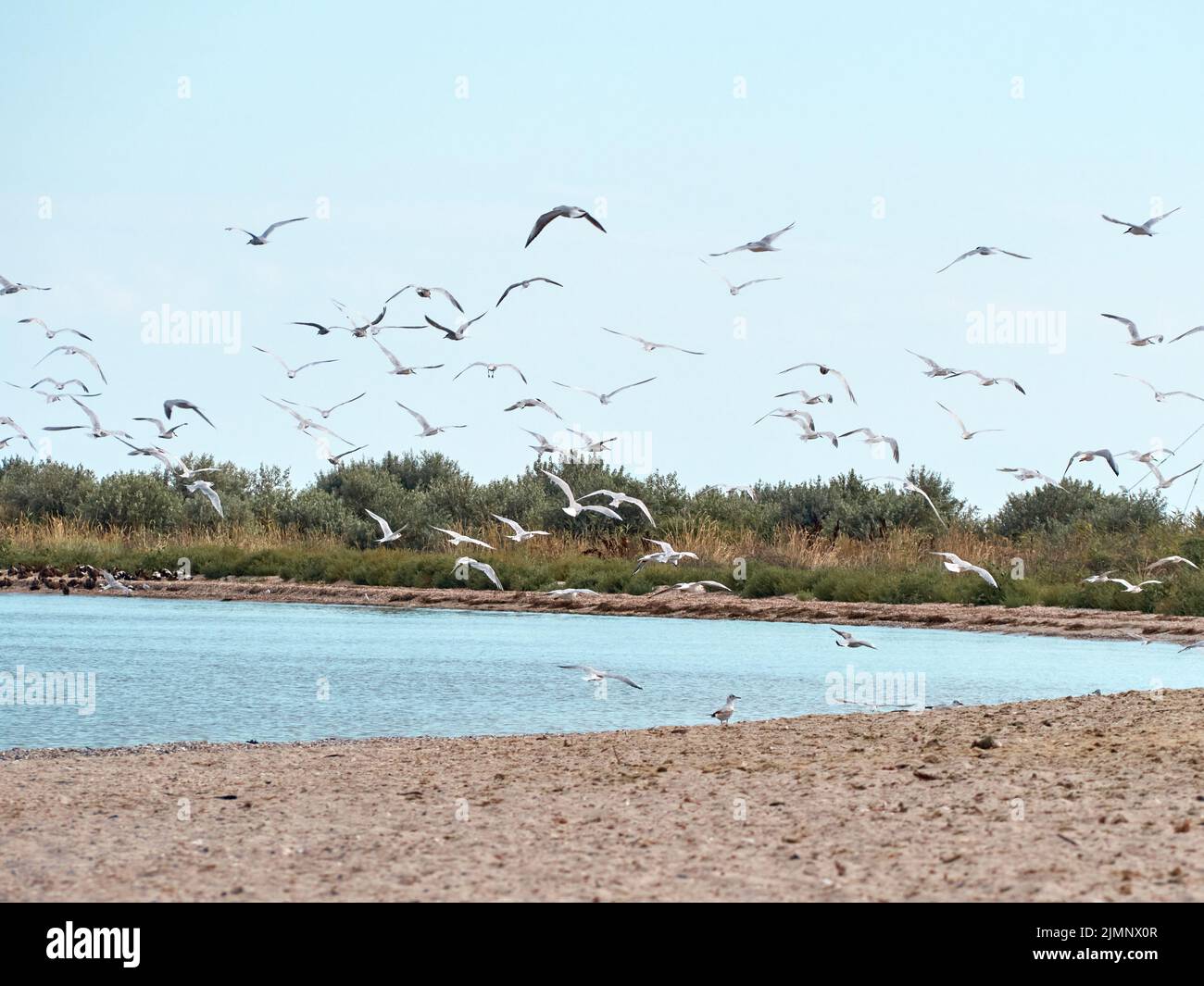 Eine Schar Möwen fliegt über den Strand. Kinburn Spit, Region Mykolaiv, Ukraine. Stockfoto