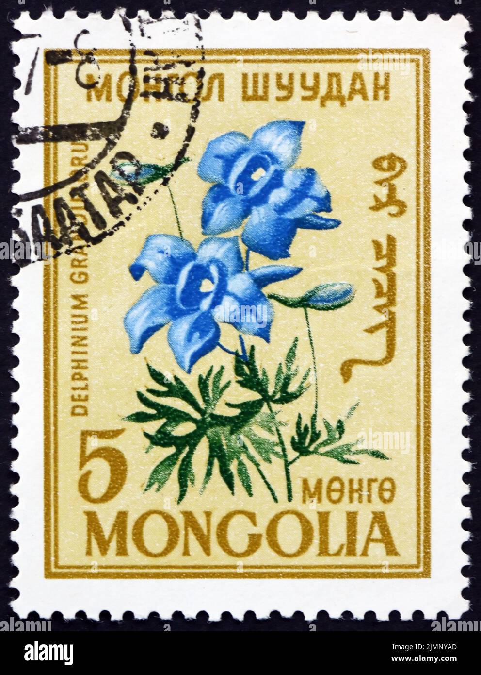 MONGOLEI - UM 1960: Ein Stempel, der in der Mongolei gedruckt wurde, zeigt den Larkspur, Delphinium, eine Gattung von etwa 300 giftigen Arten der jährlichen und mehrjährigen Blüte Stockfoto