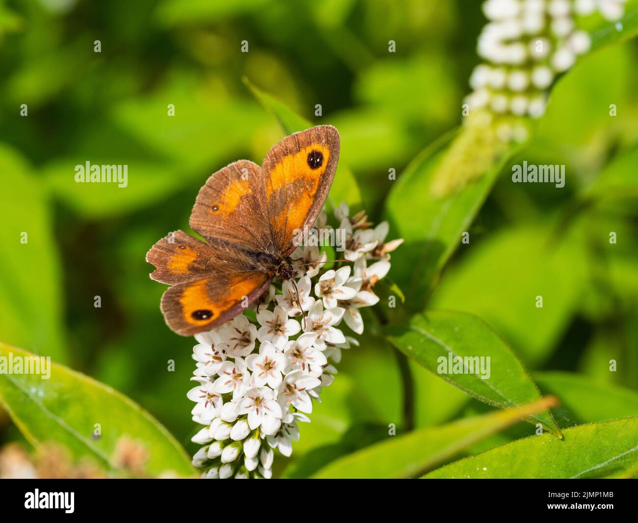 Später im Sommer fliegender Gatekeeper-Schmetterling, der sich von den Blüten der winterharten bprder-Staude Lysimachia clethroides ernährt Stockfoto
