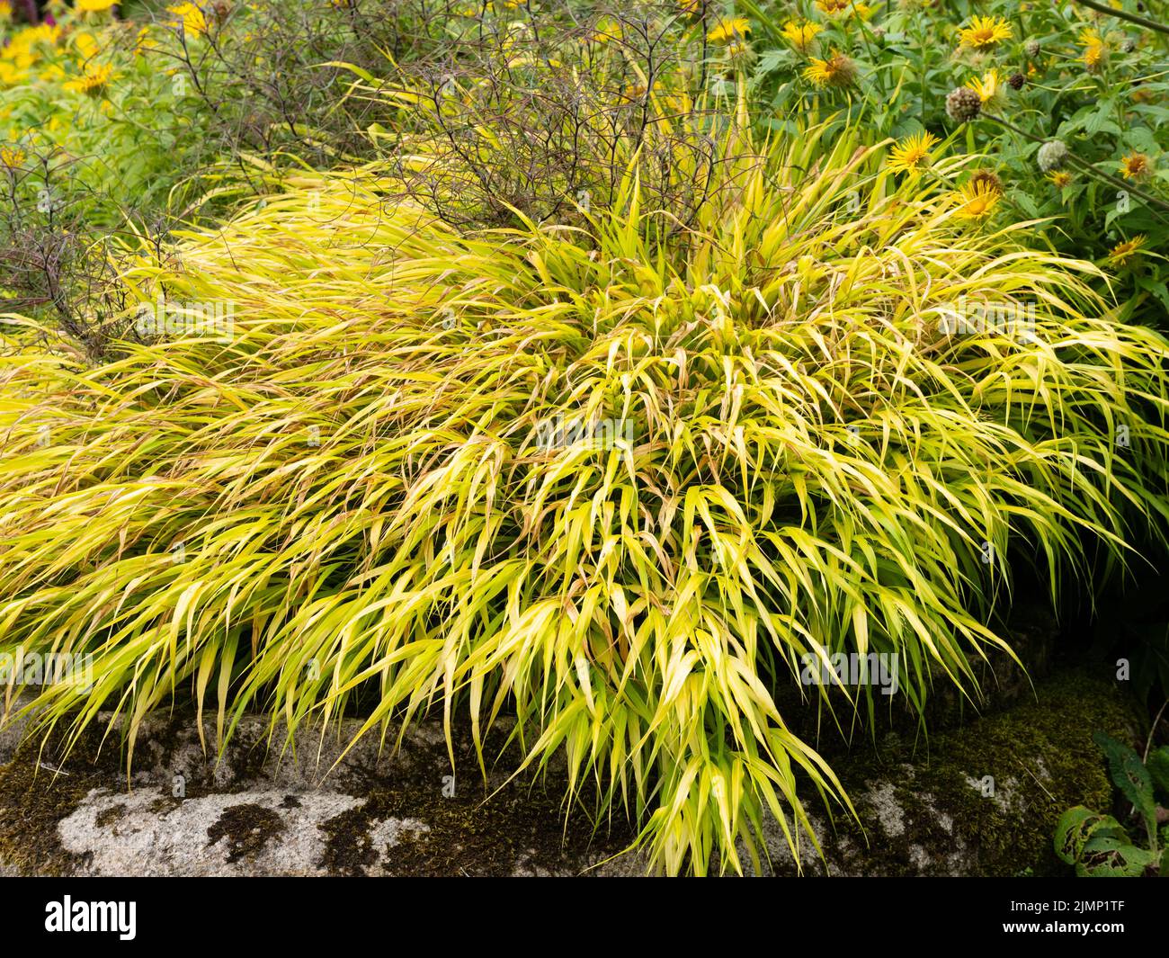 Fliessende Kaskade aus goldenem Laub des robusten japanischen Waldgrases, Hakonechloa macra 'All Gold' Stockfoto