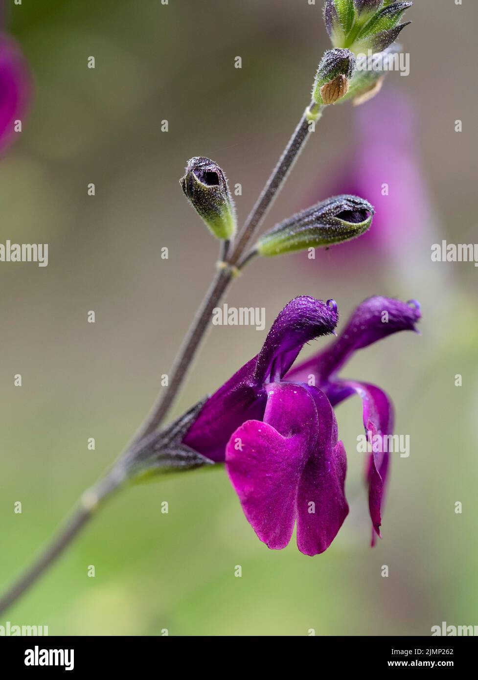 Vom Frühsommer bis in den Herbst werden die violetten Blüten des halbharten Strauchsalbeis, Salvia x jamensis 'Nachtvlinder', getragen Stockfoto