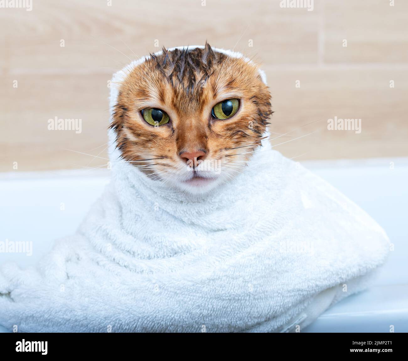 Lustige nasse Bengalkatze nach einem Bad, eingewickelt in ein weißes Handtuch Stockfoto