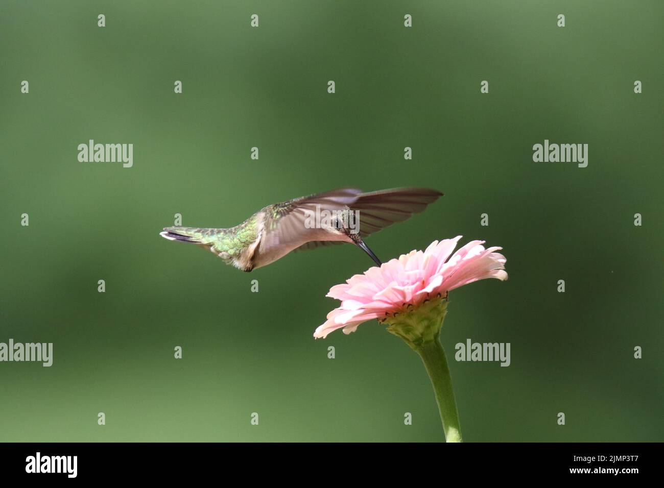 Weiblicher rubinghaltig kehlter Kolibri Archilochus colubris, der sich von einer Zinnienblüte ernährt Stockfoto