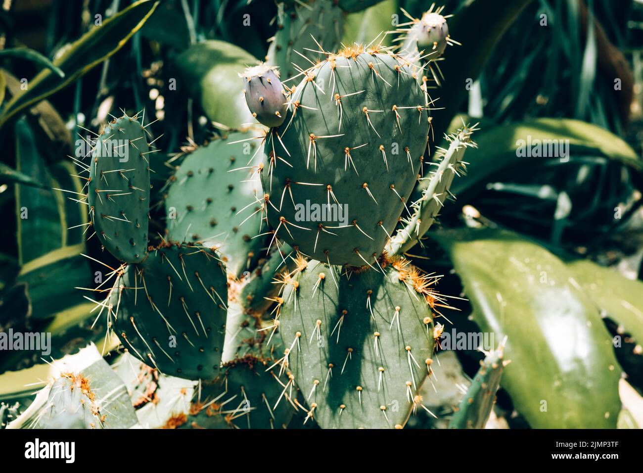 Detail von Opuntia ficus-indica grünes Stachelblatt Stockfoto