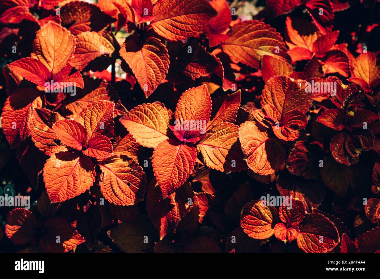 Nahaufnahme von burgunderroten und gelben Blättern von Solenostemon Scutellarioides Henna, Coleus Henna Stockfoto