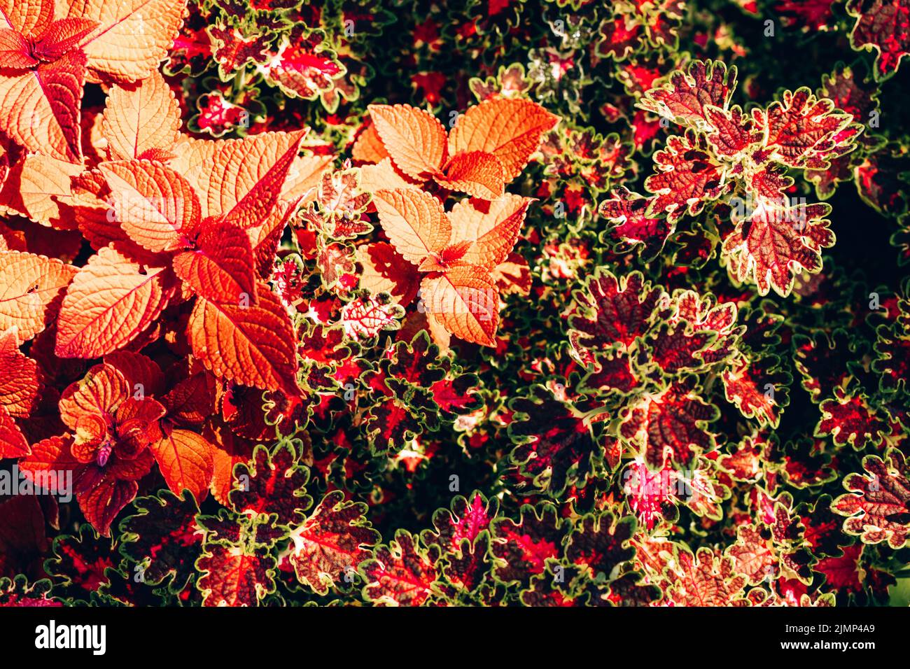 Nahaufnahme von burgunderroten und gelben Blättern von Solenostemon Scutellarioides Henna, Coleus Henna Stockfoto