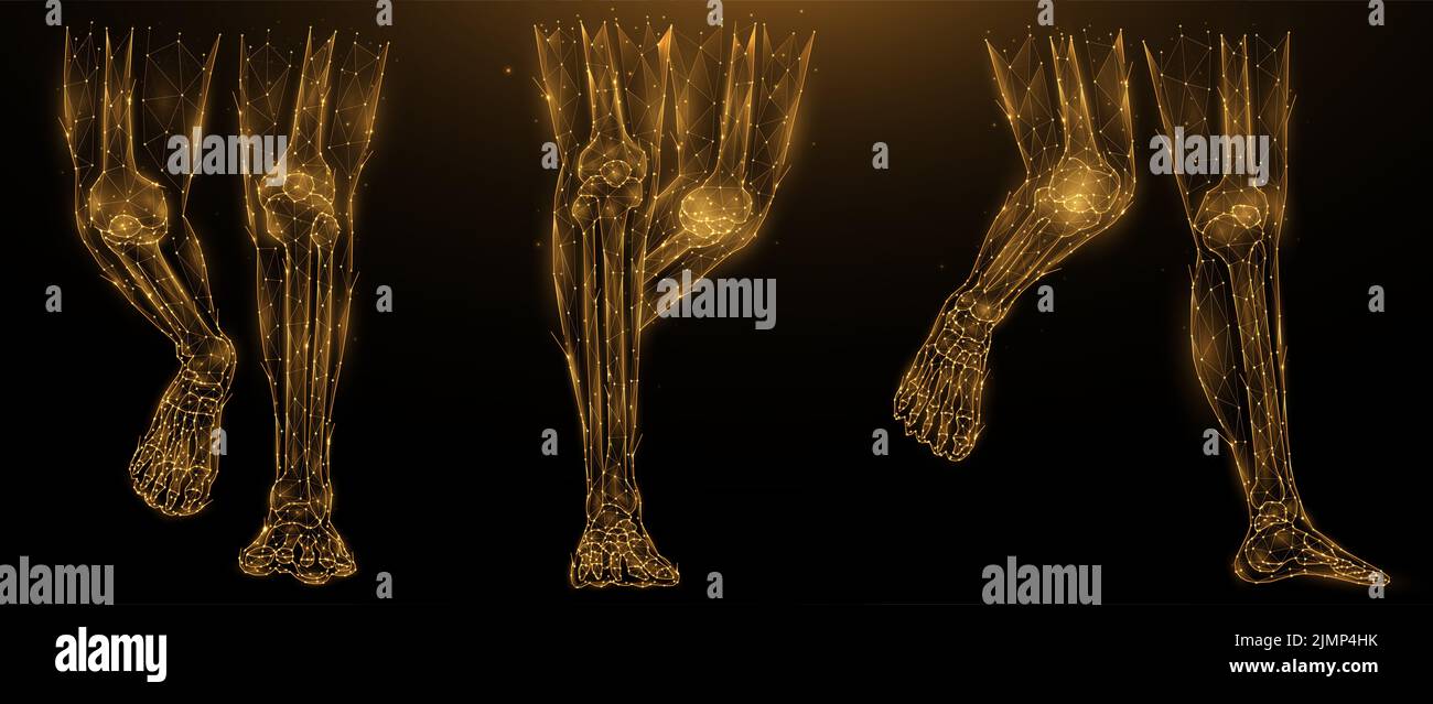 Polygonale Vektordarstellung der Anatomie menschlicher Beine. Niedrige Poly-Art-Unterschenkel auf dunklem Hintergrund. Das Fleisch und die Knochen des Th Stockfoto