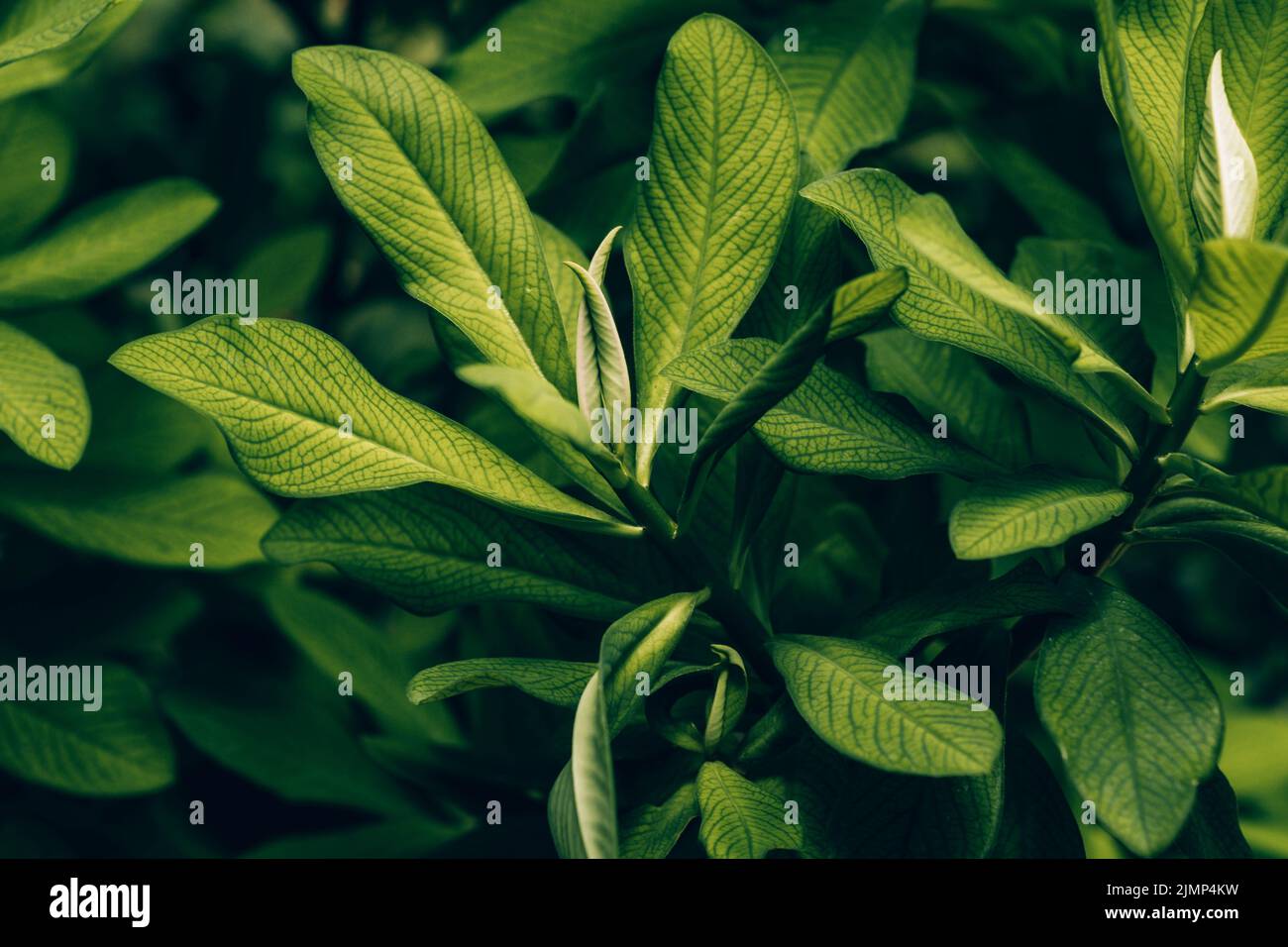 Afrikanische Milch Busch; lat.: Euphorbia Grantii Stockfoto