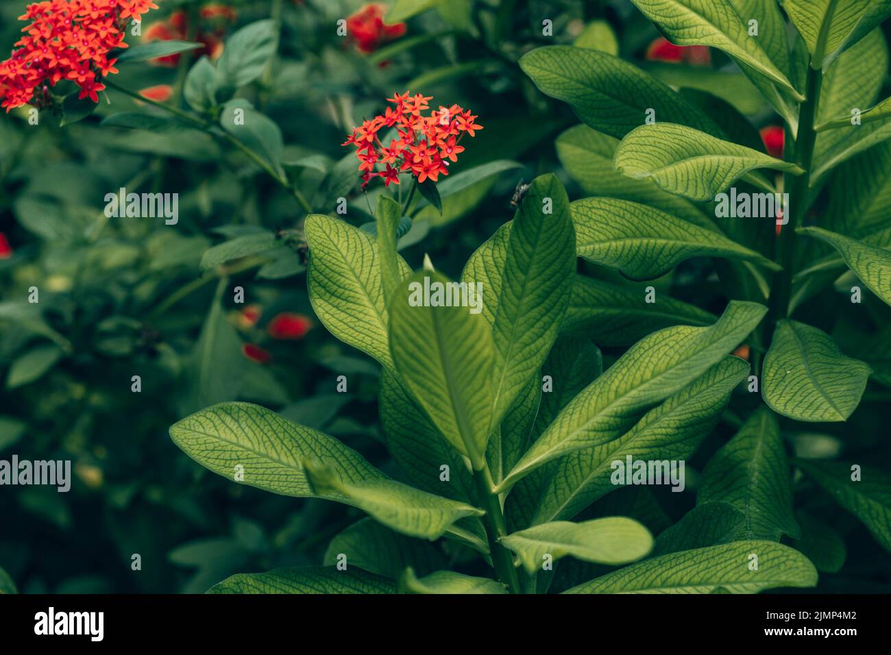 Afrikanische Milch Busch; lat.: Euphorbia Grantii Stockfoto