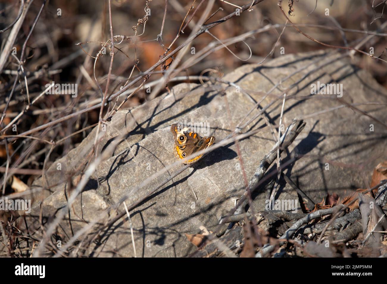 Der Buckeye-Schmetterling (Junonia coenia) flattert seine Flügel auf einem felsigen Barsch Stockfoto