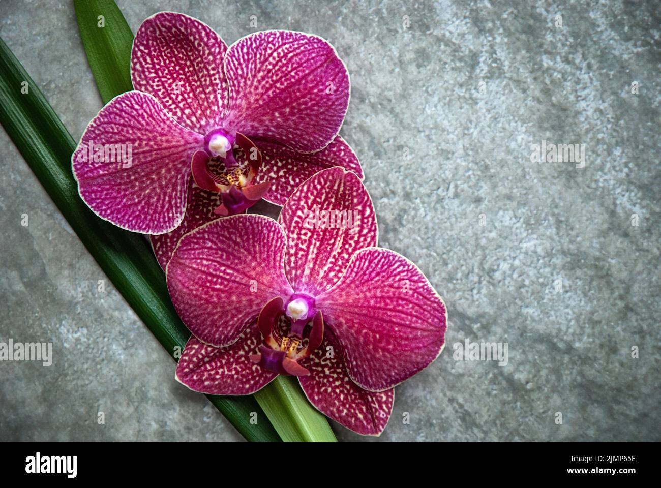 Schöne Orchideenblumen auf grauer Steinstruktur, Beauty Zen Wellness, Platz für Text oder Logo Stockfoto