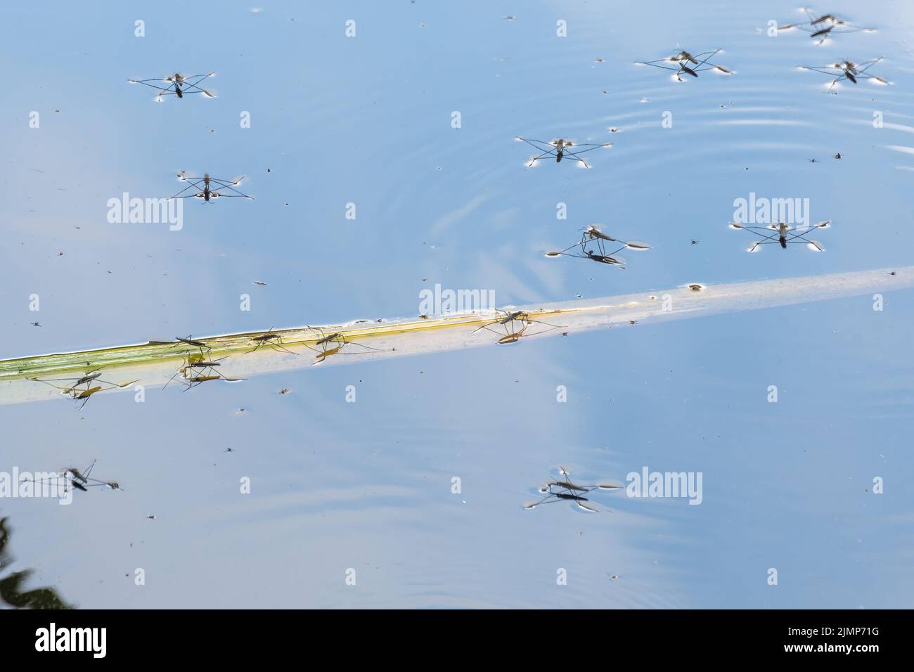 Teichskater (gemeiner Teichskater, Gerris lacustris) auf einem Wildtierteich oder See, Hampshire, England, Großbritannien Stockfoto