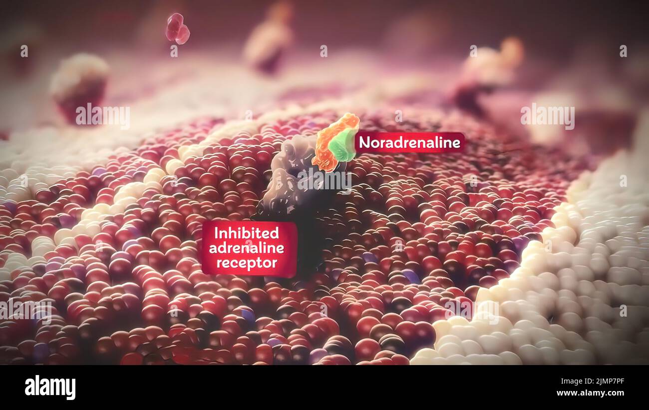 Adrenerge rezeptoren Fotos und Bildmaterial in hoher Auflösung Alamy