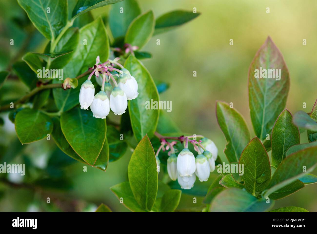 Heidelbeerblüte, Heidelbeerbusch mit weißen Blüten in der Nähe Stockfoto
