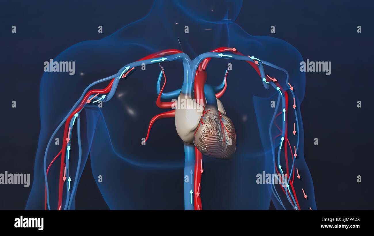 Herz biologie anatomie organe -Fotos und -Bildmaterial in hoher ...