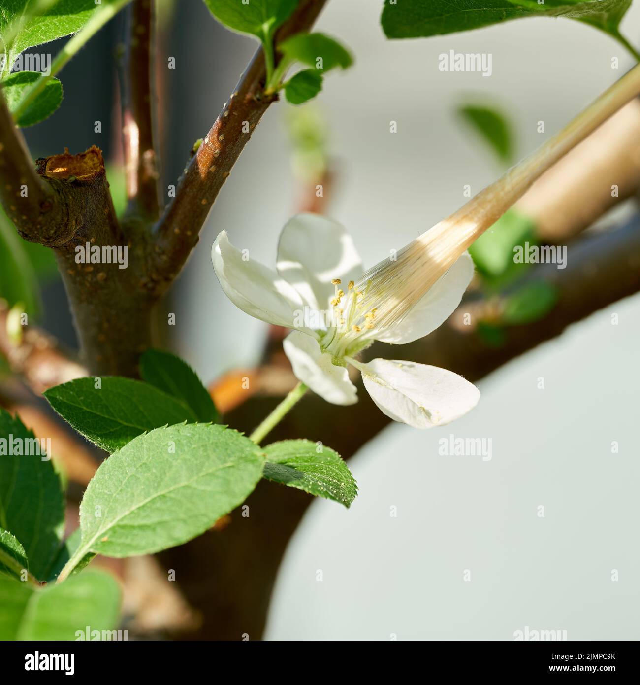 Künstliche Bestäubung der Blume des Apfelbonsai mit einem Pinsel Stockfoto