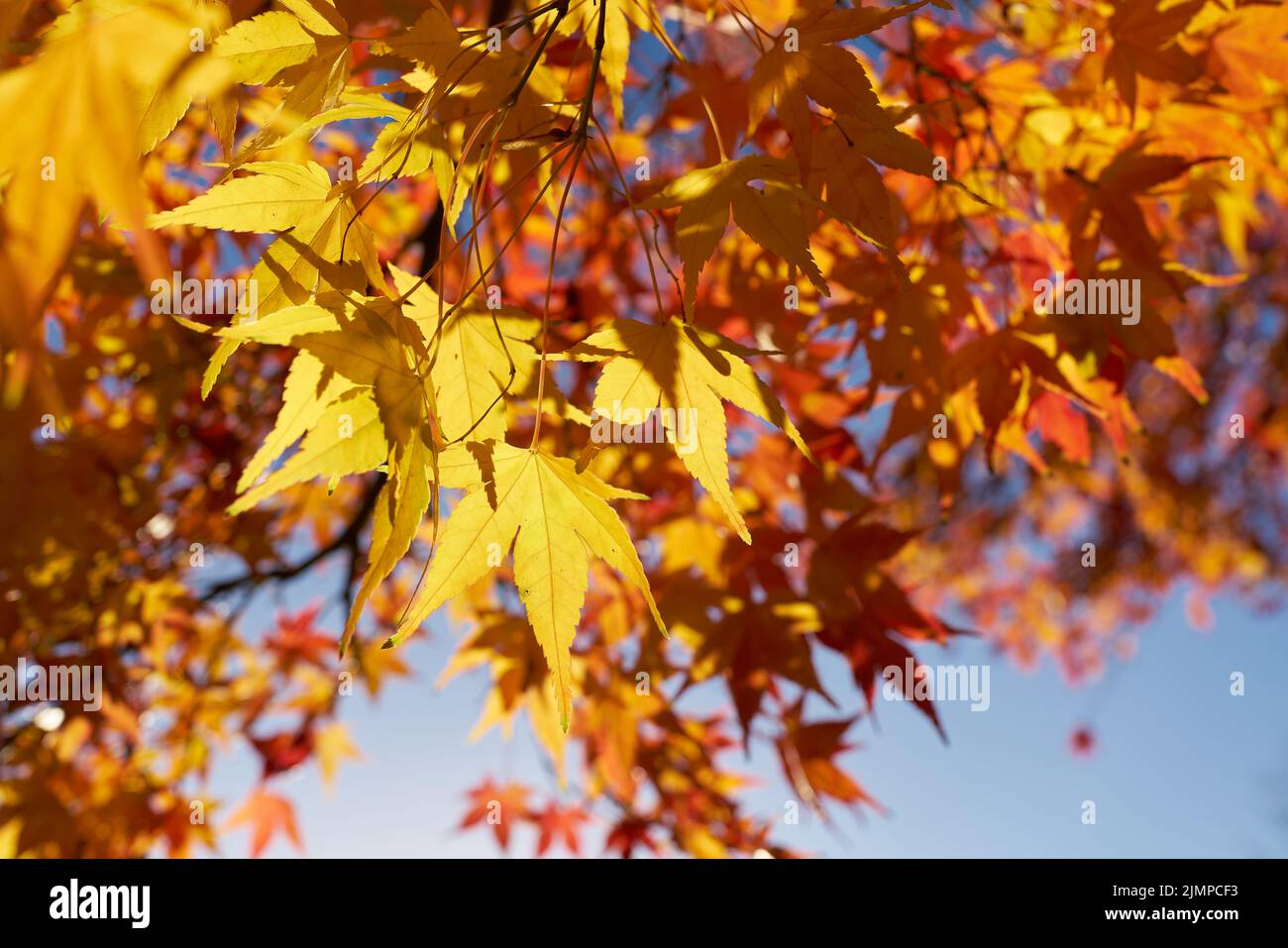 Japanischer Ahorn mit farbenfroher Herbstfarbe in einem Park im Herbst Stockfoto
